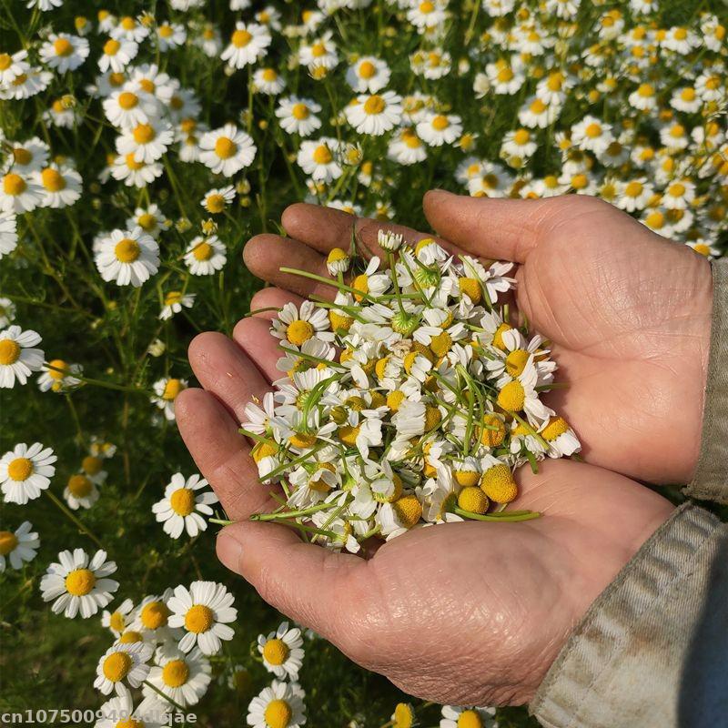 زهور البابونج المجففة طبيعية 1 - مراجعة Chamomile Tea وسعره